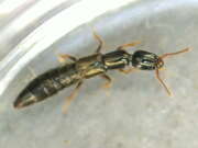 Thumbnail 387340 A