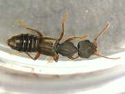 Thumbnail 387345 B