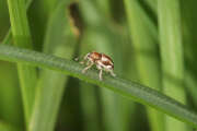 Thumbnail 387356 A