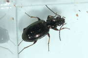 Thumbnail 387450 B