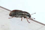 Thumbnail 387455 A