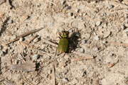 Thumbnail 387514 B