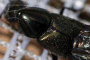 Thumbnail 387524 B