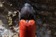 Thumbnail 387525 B