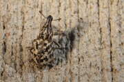 Thumbnail 387560 B