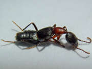 Thumbnail 387579 B