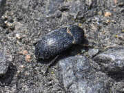 Thumbnail 387651 A