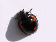 Thumbnail 387670 B