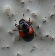 Thumbnail 387731 A