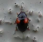 Thumbnail 387731 B