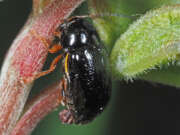 Thumbnail 387735 B