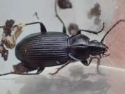 Thumbnail 387745 B