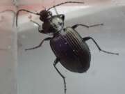 Thumbnail 387748 A