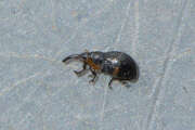 Thumbnail 387771 A