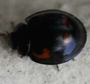 Thumbnail 387810 A