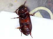 Thumbnail 387842 B