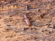 Thumbnail 387844 B