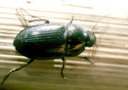 Thumbnail 387845 A