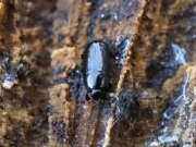 Thumbnail 387856 B