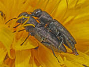 Thumbnail 387905 B