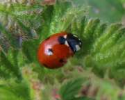 Thumbnail 388037 A