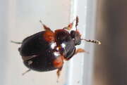 Thumbnail 388048 A