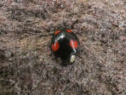 Thumbnail 388056 A