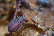 Thumbnail 388072 A
