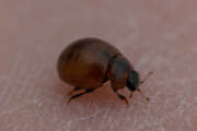 Thumbnail 388073 A