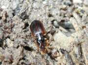 Thumbnail 388099 B