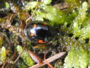 Thumbnail 388103 A