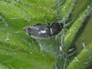 Thumbnail 388128 A