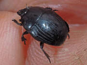 Thumbnail 388129 A