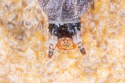 Thumbnail 388155 B