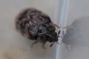 Thumbnail 388254 B