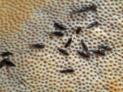 Thumbnail 388317 A
