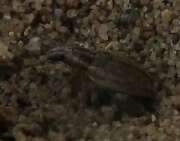 Thumbnail 388462 B