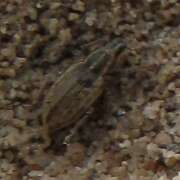 Thumbnail 388462 C