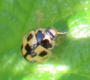 Thumbnail 388524 A