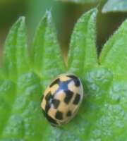 Thumbnail 388524 B