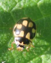 Thumbnail 388525 B