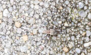 Thumbnail 388612 A