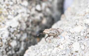 Thumbnail 388612 B