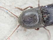 Thumbnail 388708 B