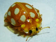 Thumbnail 388808 A