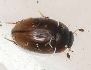 Thumbnail 388941 A