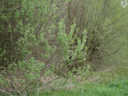 Thumbnail 388952 B