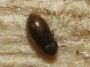 Thumbnail 389052 B