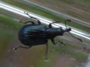 Thumbnail 389064 A