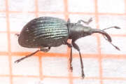 Thumbnail 389151 B